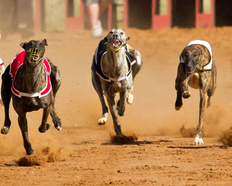 perros corriendo hacia la meta