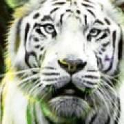 Big Cat Rescue Megaways: Salvaje