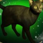 Book of Witchcraft: Gato