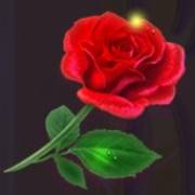 Bullfight: Rosa