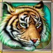 Cats: Tigre