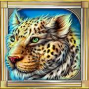 Cats: Leopardo
