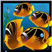 Dolphin’s Pearl: Pescado
