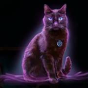Halloween Wins 2: Gato