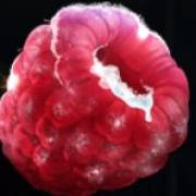 Ice Cold Fruits: Frambuesa