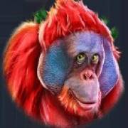 King Koko's Quest: Orangután