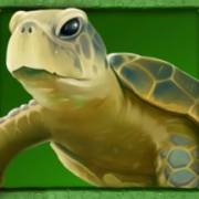 Lady Lava: Tortuga