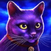 Madame Destiny Megaways: Gato