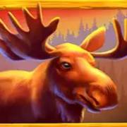 Money Moose: Ciervos