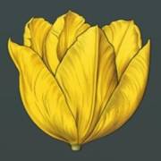 Mystery Garden: La flor es amarilla