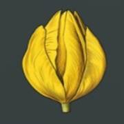 Mystery Garden: Brote amarillo