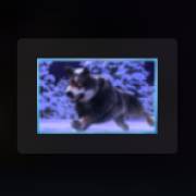 Mythic Wolf Sacred Moon: Lobo negro