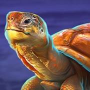 Red Hot Volcano: Tortuga
