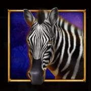 Savannah's Queen: Cebra
