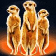 Silver Lion Feature Ball: Suricatas