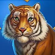Tiger Tiger: Tigre de Amur