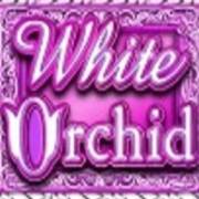 White Orchid: Orquídea blanca
