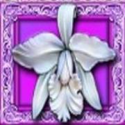 White Orchid: Orquídea