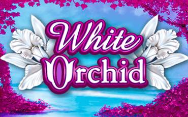 White Orchid