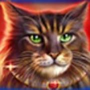 Wild Hearts: Mapache de Maine