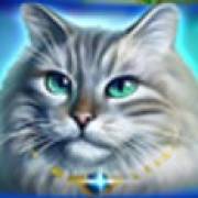 Wild Hearts: Gato de ojos azules