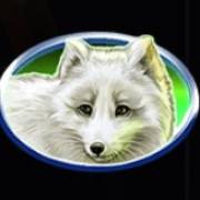 Wild Penguin: Lobo