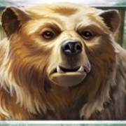 Wild Tundra: Oso