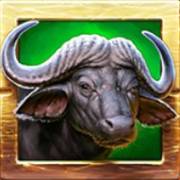 Zulu Gold: búfalo
